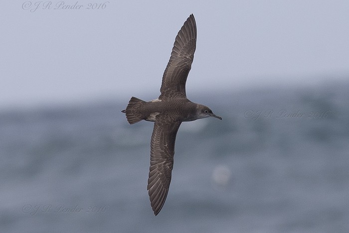 Balearic Shearwater