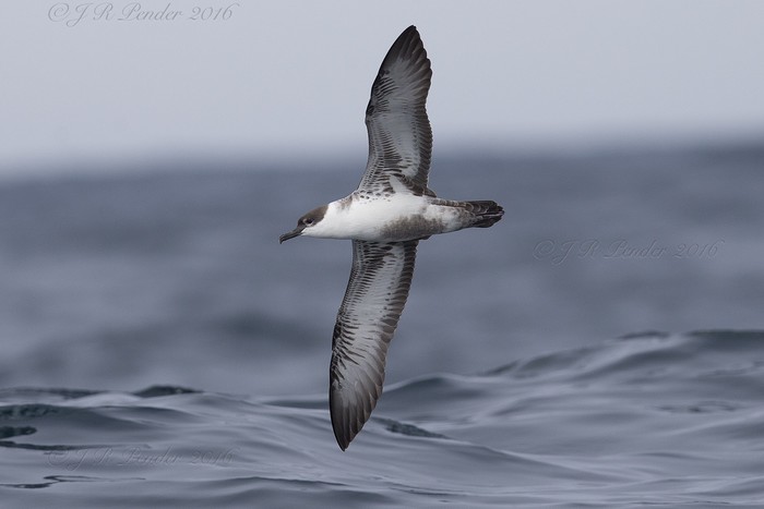 Great Shearwater