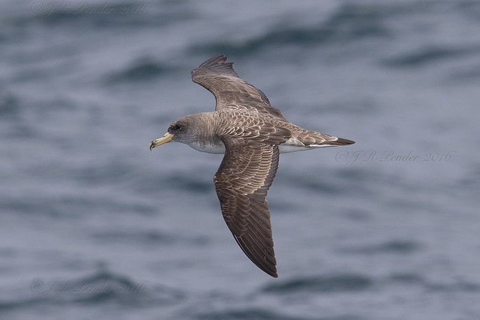 Cory's Shearwater