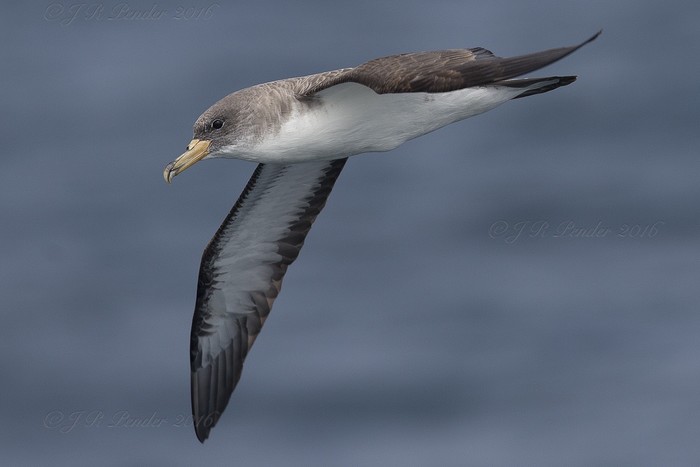 Cory's Shearwater