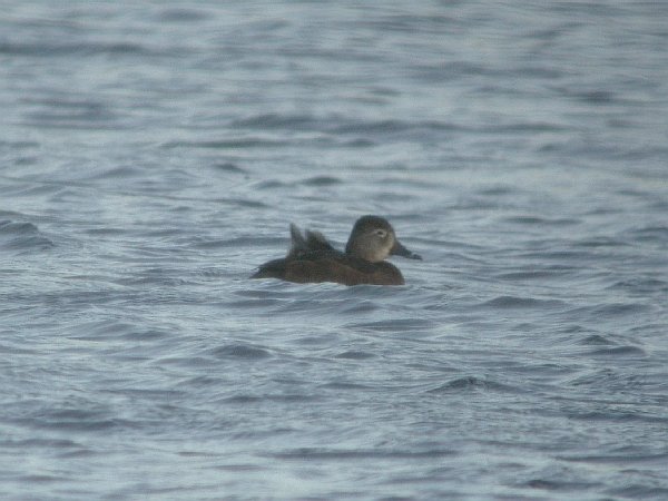 Ring-necked Duck