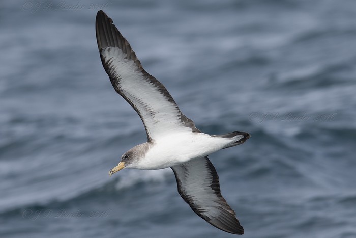 Cory's Shearwater