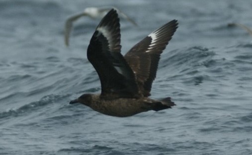 Great Skua