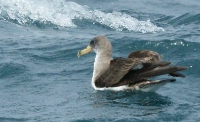 Cory's Shearwater