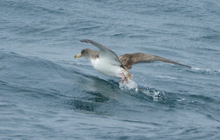 Cory's Shearwater