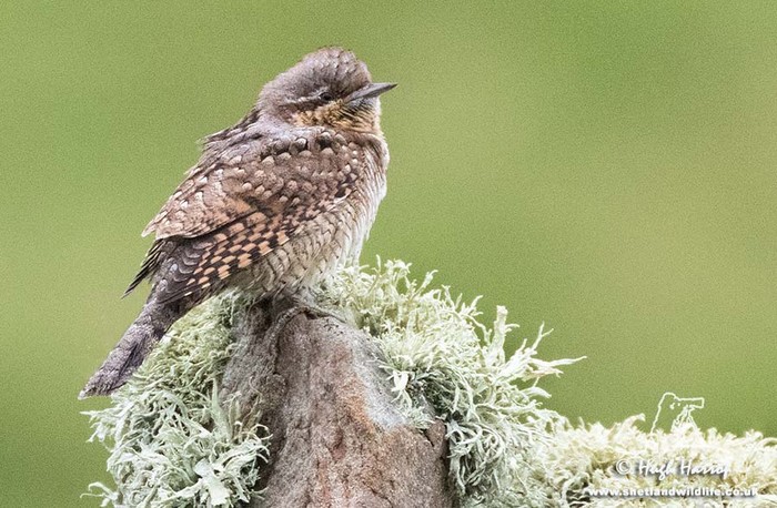 Wryneck
