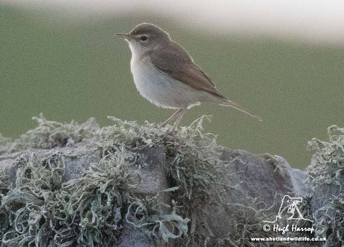 Booted Warbler