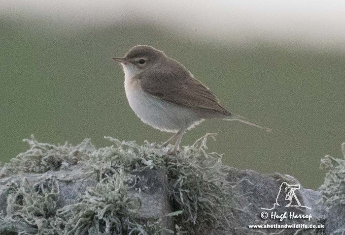 Booted Warbler