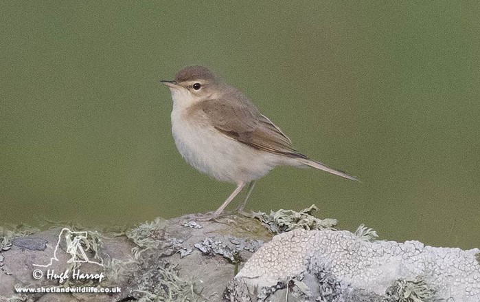 Booted Warbler
