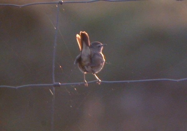Siberian Rubythroat