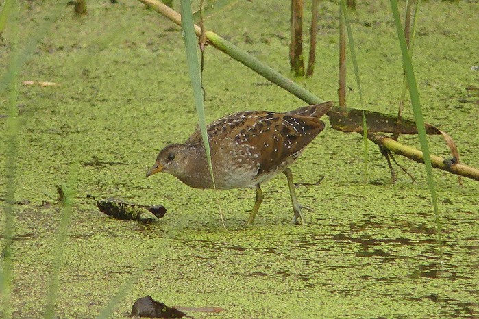 Spotted Crake