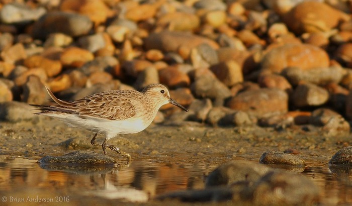 Baird's Sandpiper