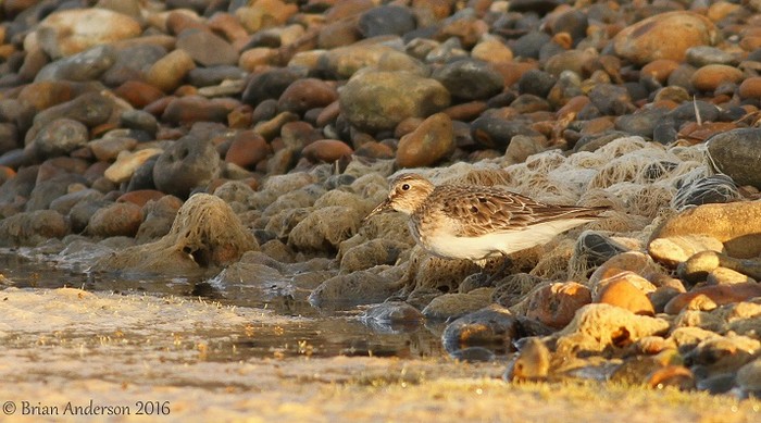 Baird's Sandpiper