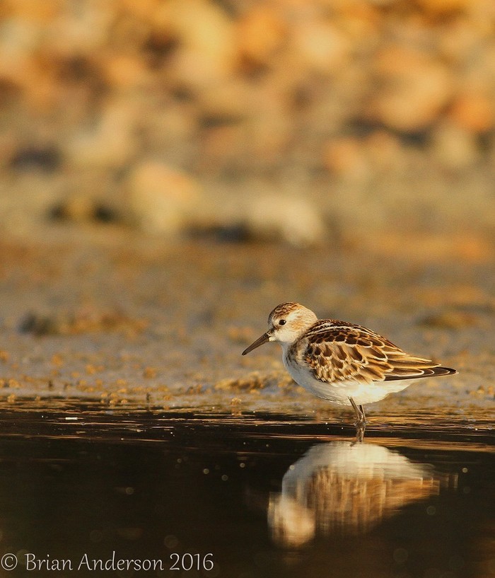 Little Stint