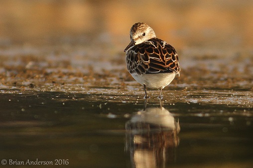 Little Stint