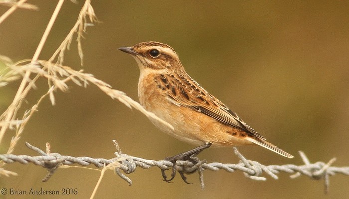 Whinchat