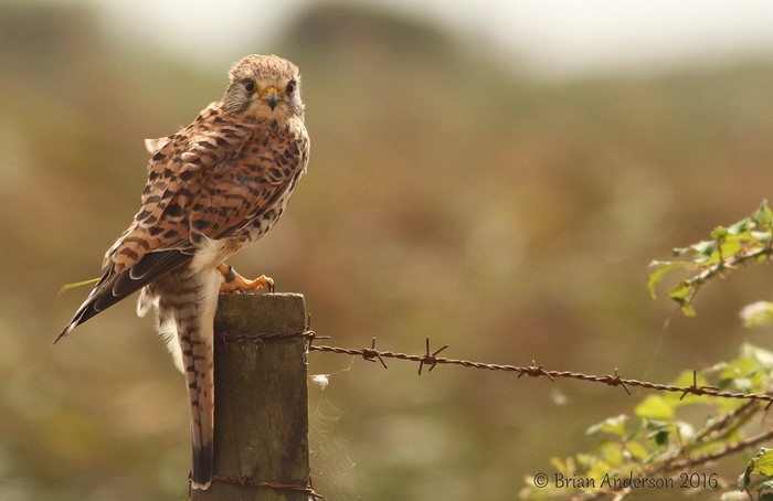 Kestrel