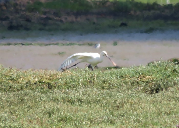 Spoonbill