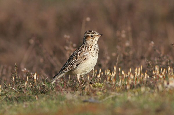 Woodlark