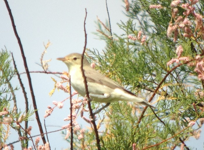 Icterine Warbler
