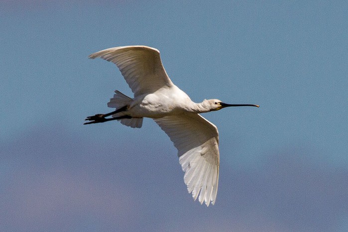 Spoonbill