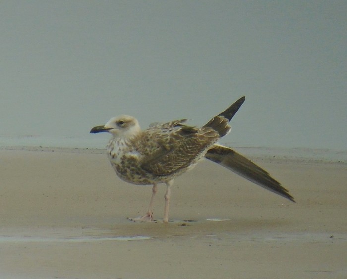Caspian Gull