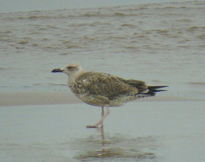 Caspian Gull