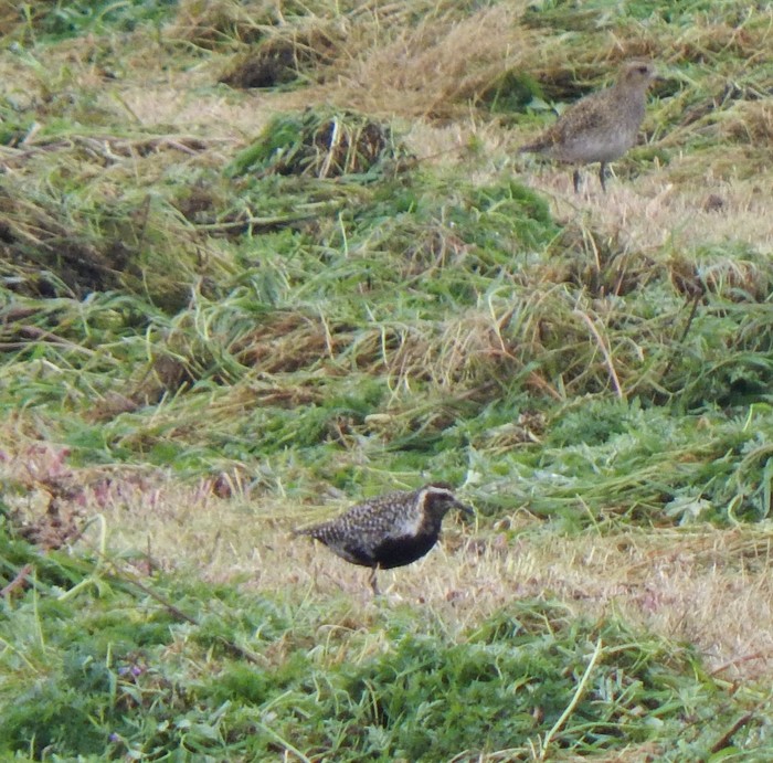 Pacific Golden Plover