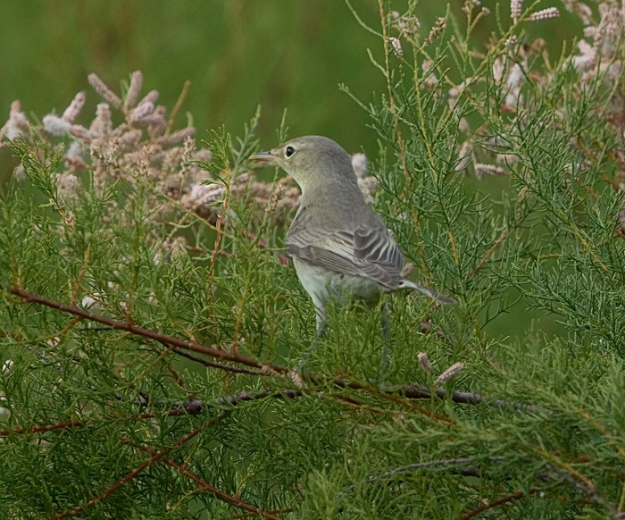 Icterine Warbler