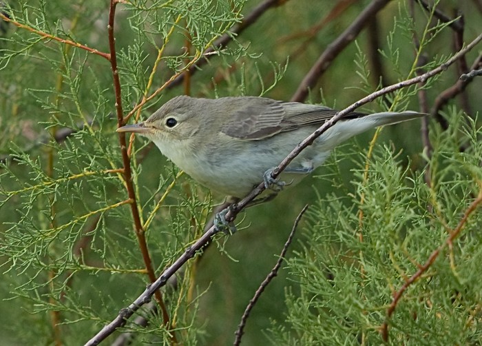 Icterine Warbler