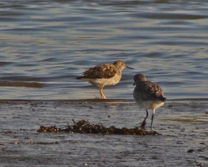 Lesser Yellowlegs