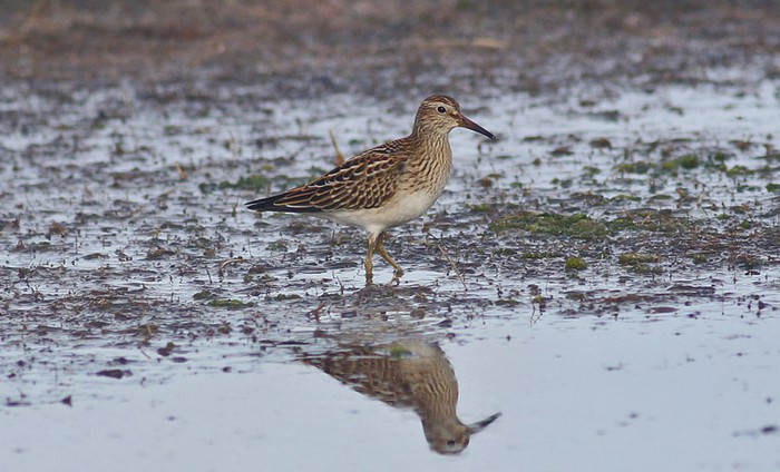 Pectoral Sandpiper