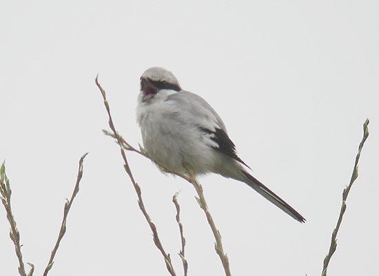 Great Grey Shrike