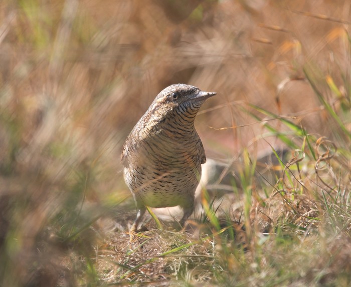 Wryneck