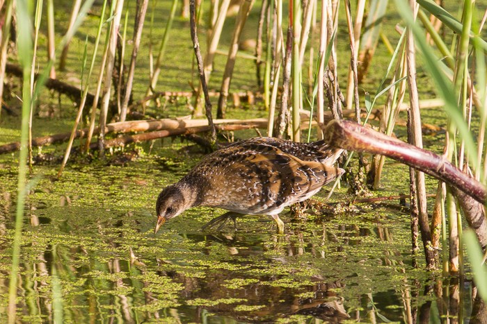 Spotted Crake