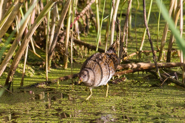 Spotted Crake