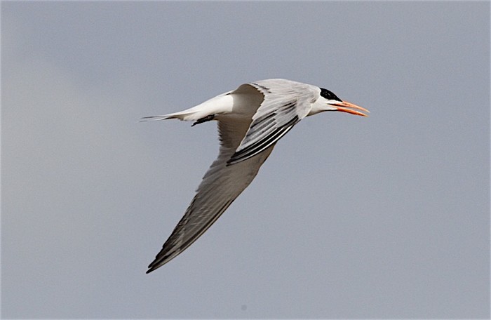 Royal Tern