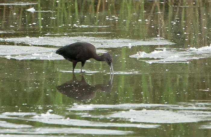 Glossy Ibis