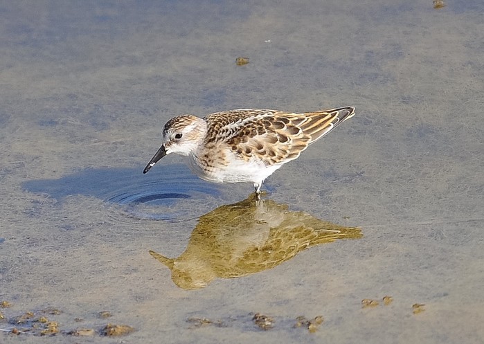 Little Stint