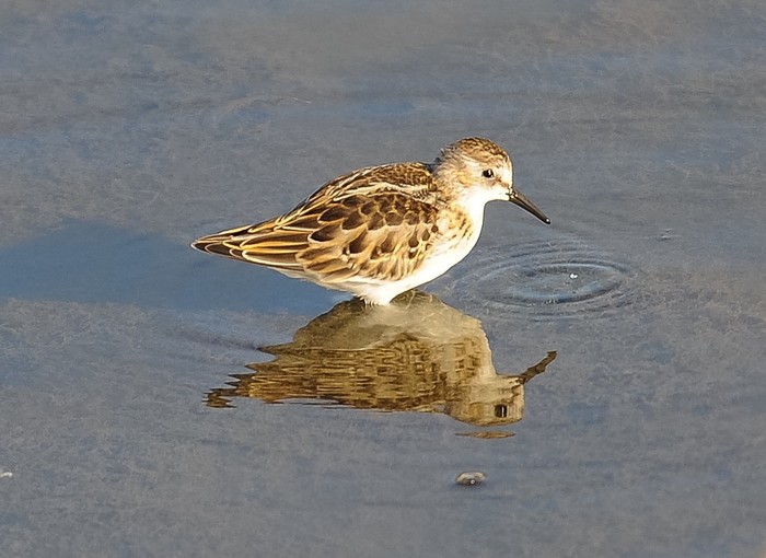 Little Stint