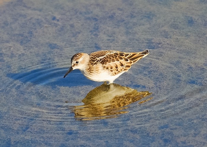 Little Stint