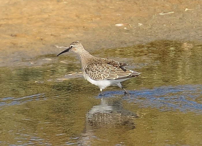 Curlew Sandpiper