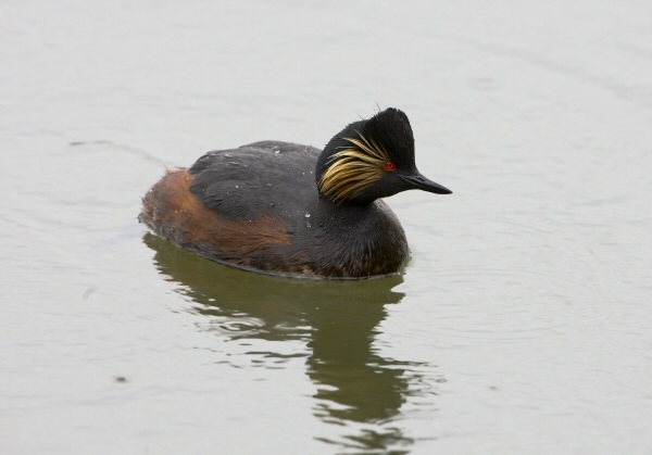 Black-necked Grebe