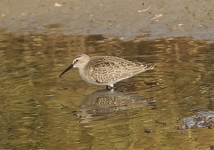 Curlew Sandpiper