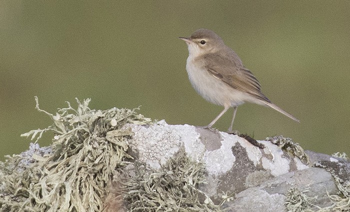 Booted Warbler