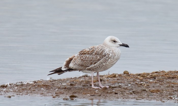 Caspian Gull