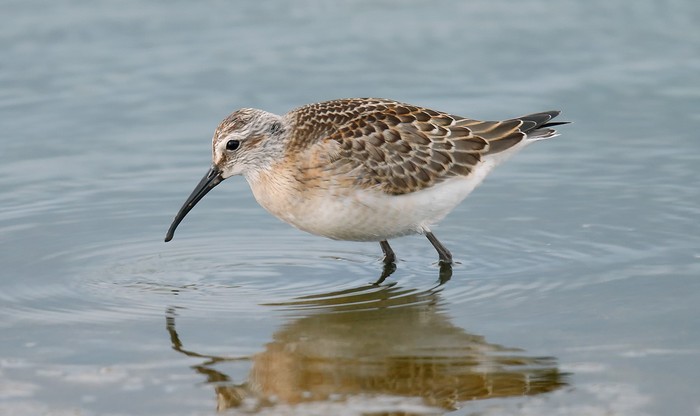 Curlew Sandpiper