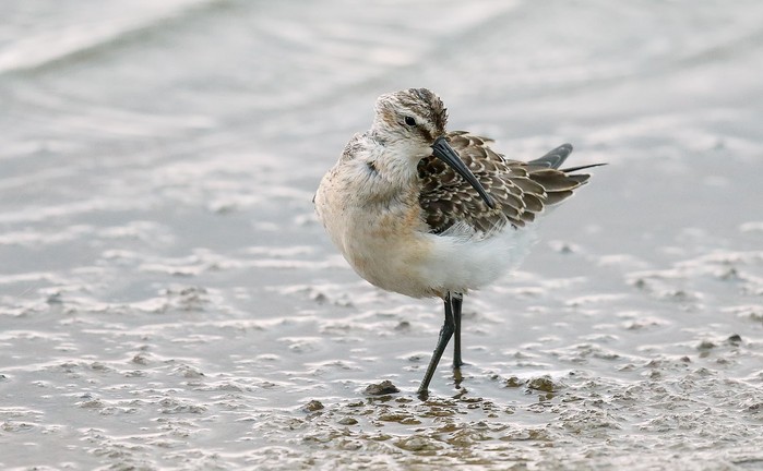 Curlew Sandpiper
