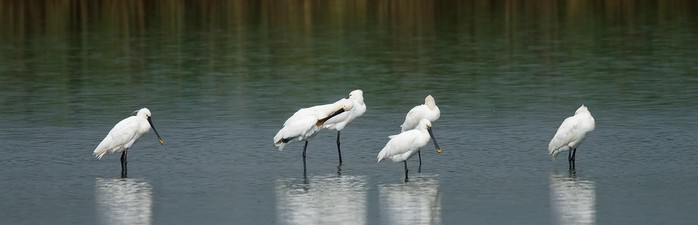 Spoonbill