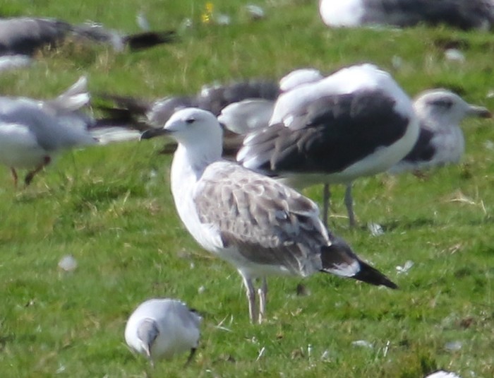 Caspian Gull